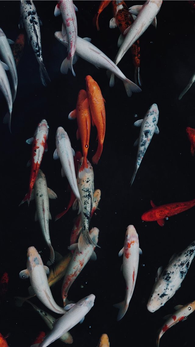 1080x1920 white and orange koi fish - fish iPhone 8 Wallpaper