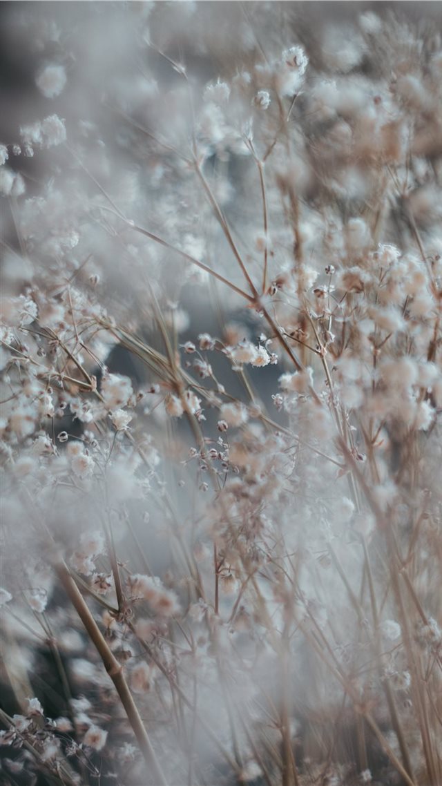 1080x1920 white cluster flower - plant iPhone 8 Wallpaper