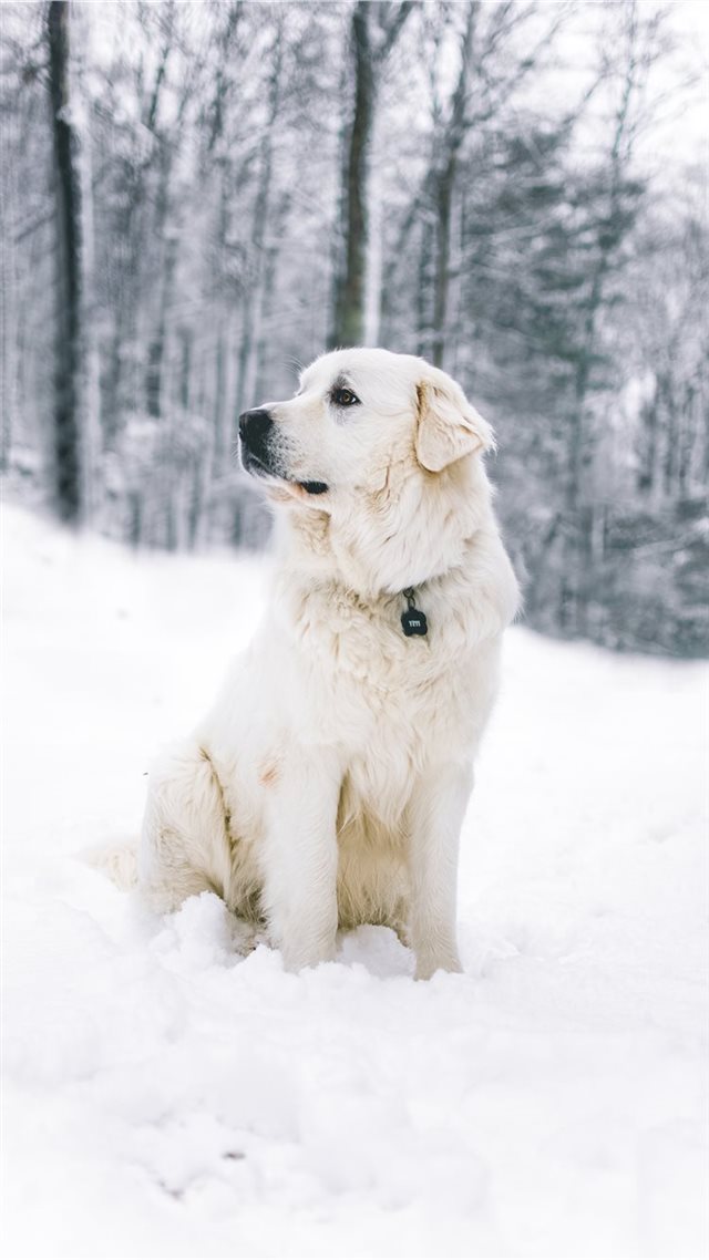 1080x1920 Blending in - canine iPhone 8 Wallpaper