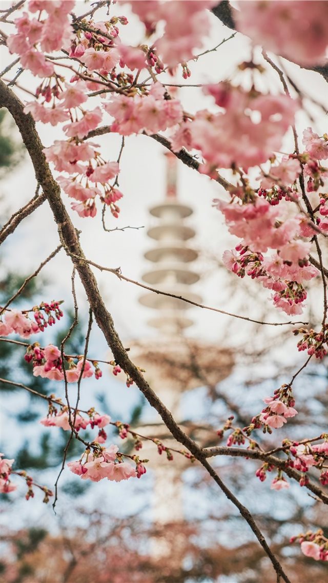 1080x1920 Spring in Hamburg - plant iPhone 8 Wallpaper