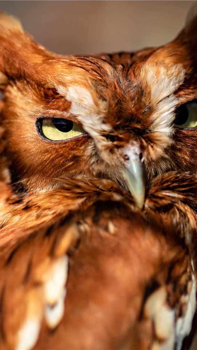 1080x1920 This little screech owl looks at me while I photog... - owl iPhone 8 Wallpaper