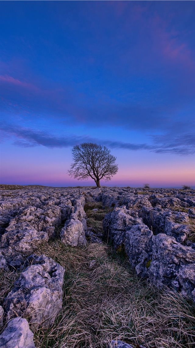 1080x1920 arrived here at 9pm for some night shots didn't ha... - tree iPhone 8 Wallpaper
