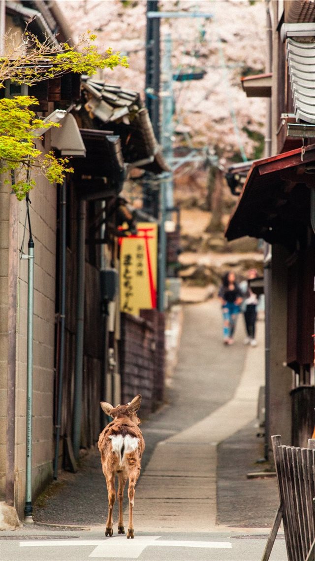 1080x1920 Miyajima -  iPhone 8 Wallpaper