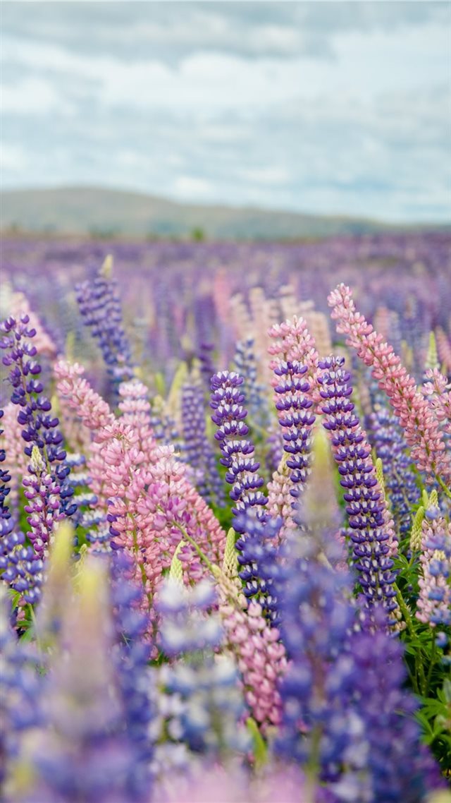 1080x1920 Tekapo  New Zealand - pollen iPhone 8 Wallpaper