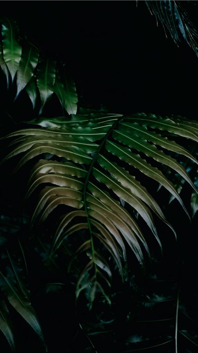 1080x1920 I am in love with plants and so fascinated by the ... - tropical iPhone 8 Wallpaper