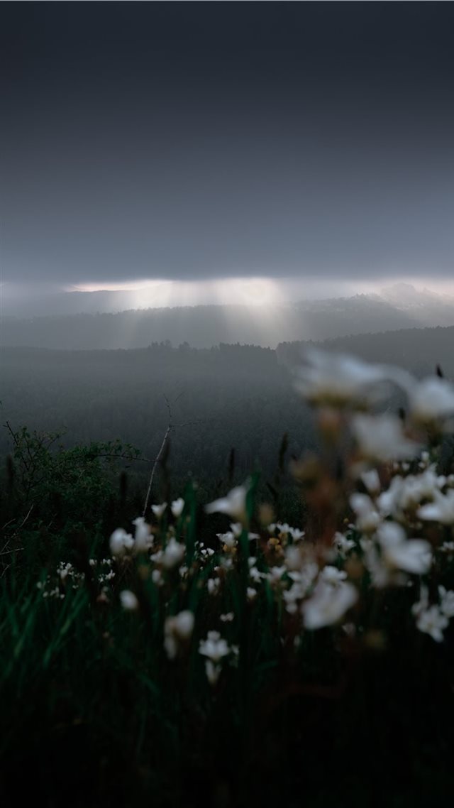 1080x1920 Dabo  France - flowers iPhone 8 Wallpaper