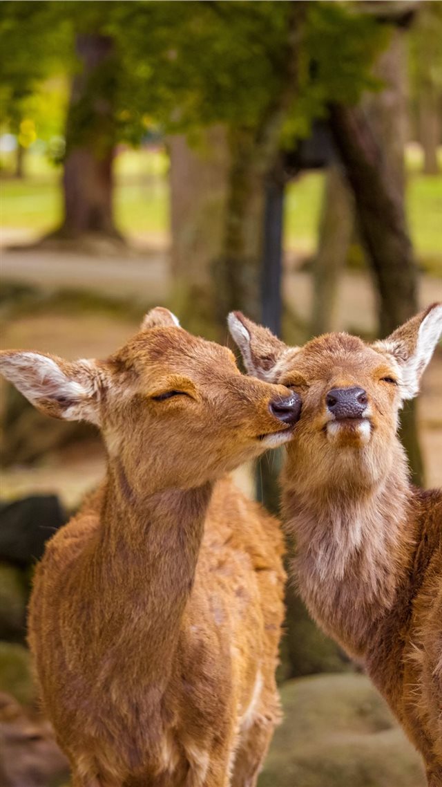 1080x1920 Nara Park  Nara  Japan - happy iPhone 8 Wallpaper