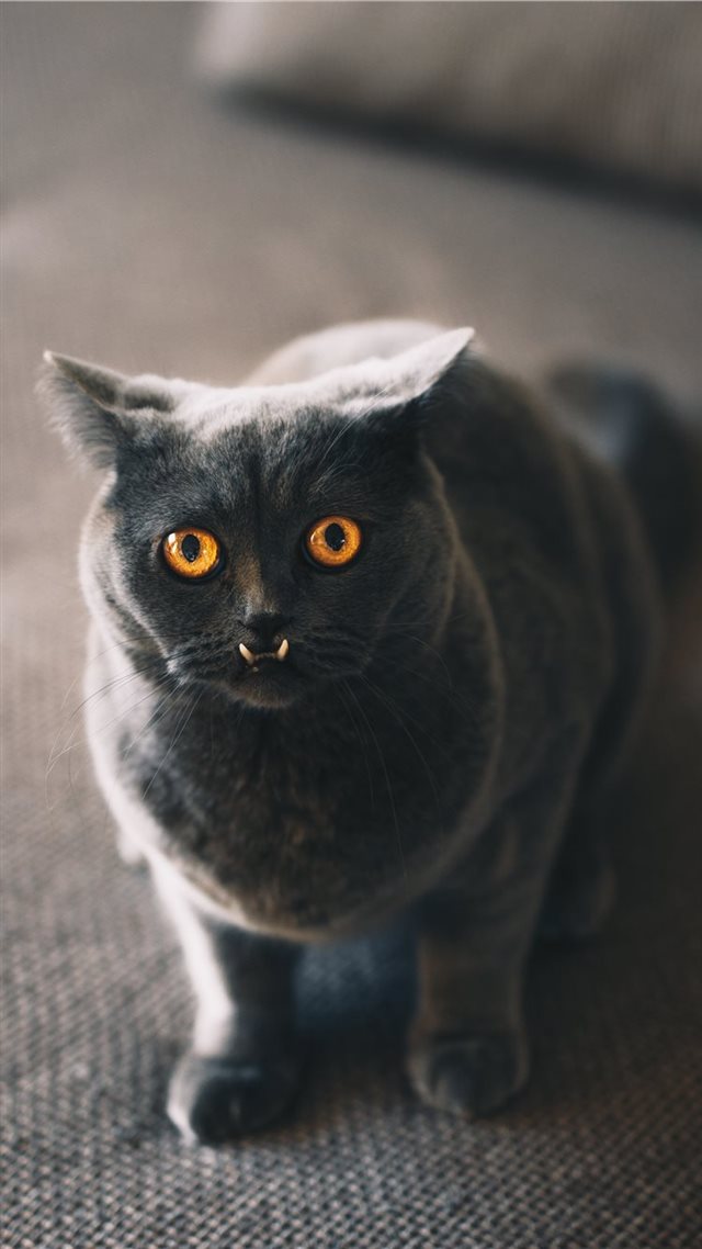 1080x1920 Catch focus - wild iPhone 8 Wallpaper