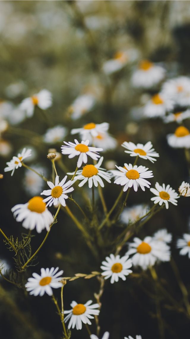 1080x1920 Trnava  Slovakia - spring iPhone 8 Wallpaper