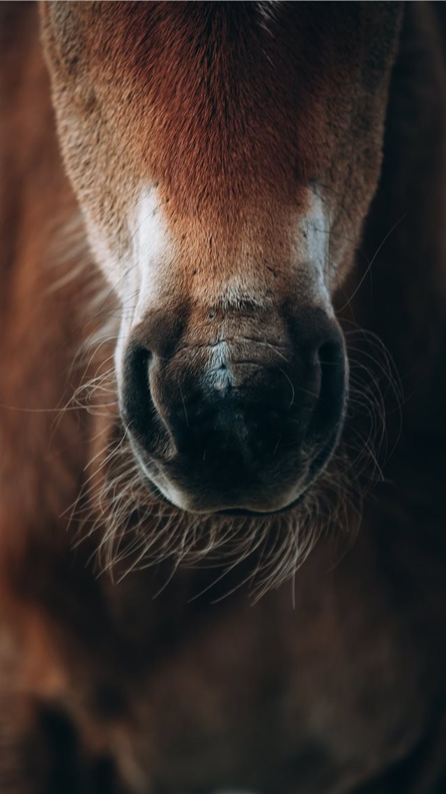 1080x1920 Kamchatka  Russia - eating iPhone 8 Wallpaper