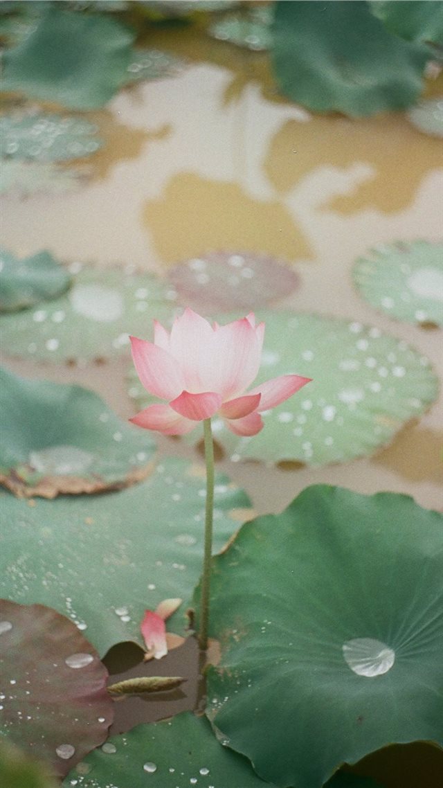 1080x1920 Lotus in Kodak Gold 200  Photo taken with Zenit ET... - blossom iPhone 8 Wallpaper