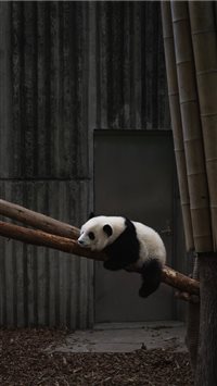 Chengdu  China wallpaper