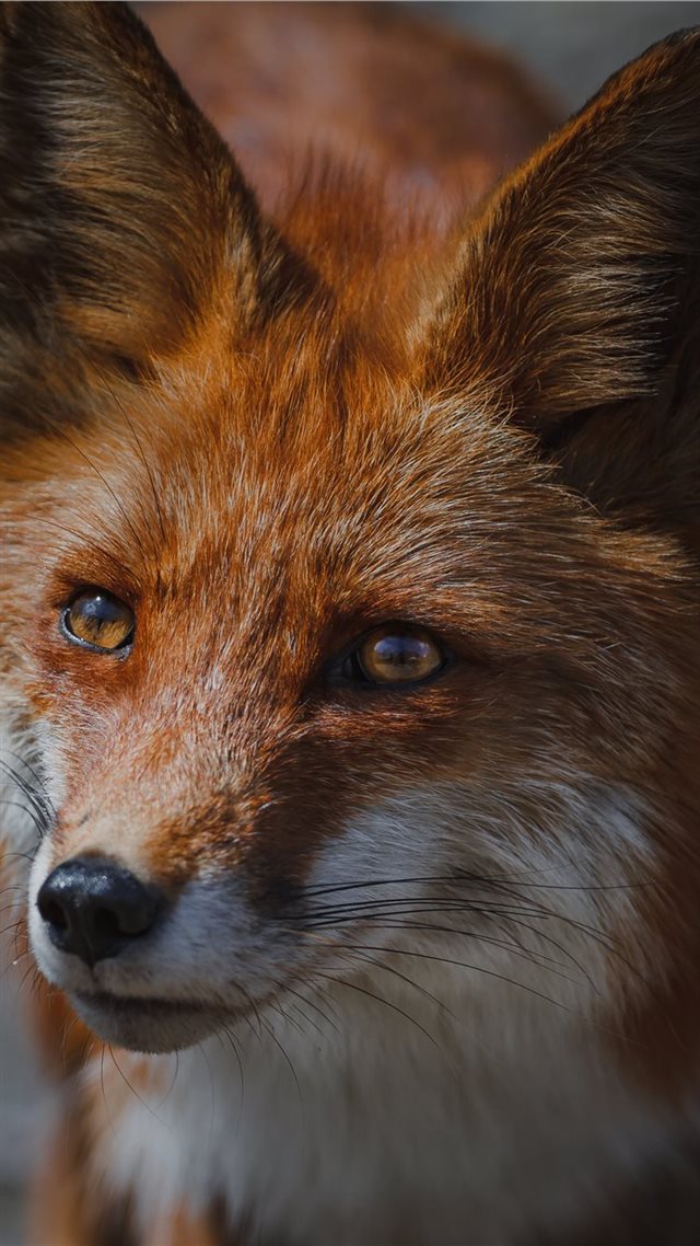 1080x1920 Fox🦊 - fox iPhone 8 Wallpaper