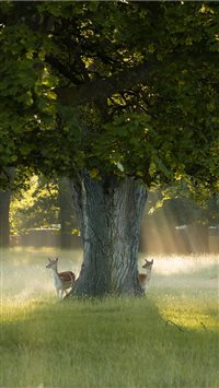 Bushy Park  Richmond  United Kingdom wallpaper