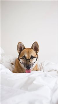 Aiko from @aiko inu on instagram wallpaper