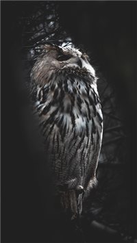 Hellabrunn Zoo  Munich  Germany wallpaper