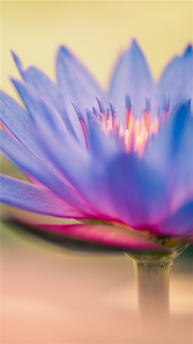 1080x1920 Colorful Bloom of a Lilly - macro iPhone 8 Wallpaper