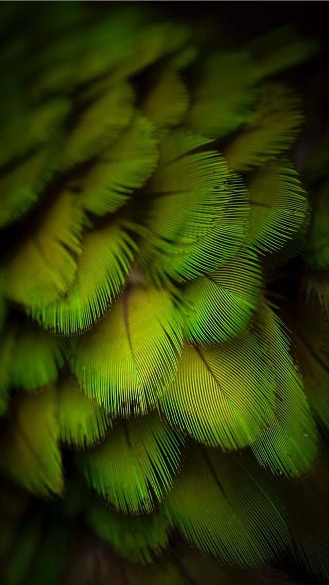 1080x1920 Beautiful feather monster model - ornament iPhone 8 Wallpaper