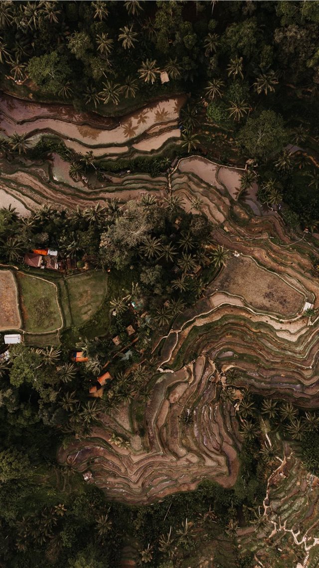 1080x1920 Jalan Raya Tegallalang  Tegallalang  Indonesia - intersection iPhone 8 Wallpaper