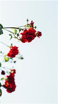 Made with Canon 5d Mark III and loved analog lens ... wallpaper