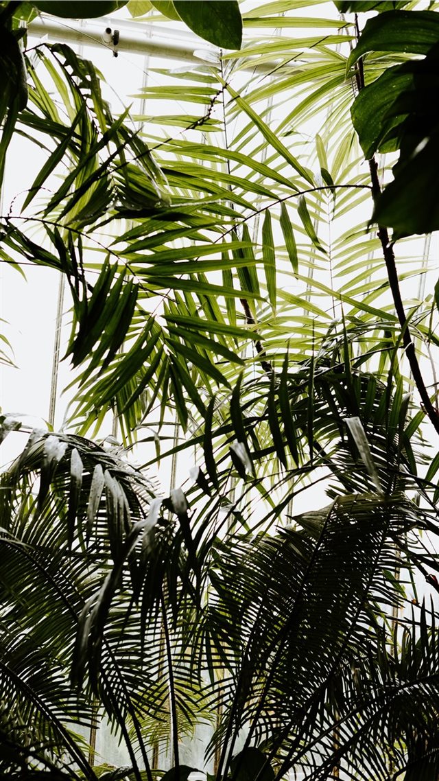 1080x1920 Greenery and tropical foliage - jungle iPhone 8 Wallpaper
