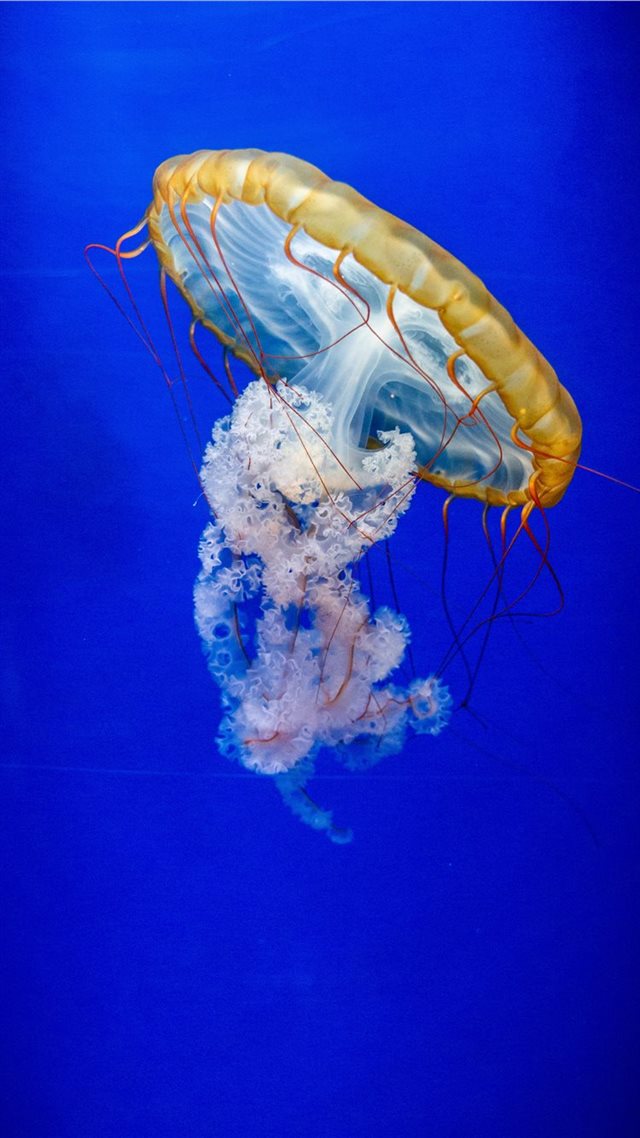 1080x1920 Méduse - invertebrate iPhone 8 Wallpaper