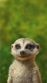 timon and pumbaa wallpaper