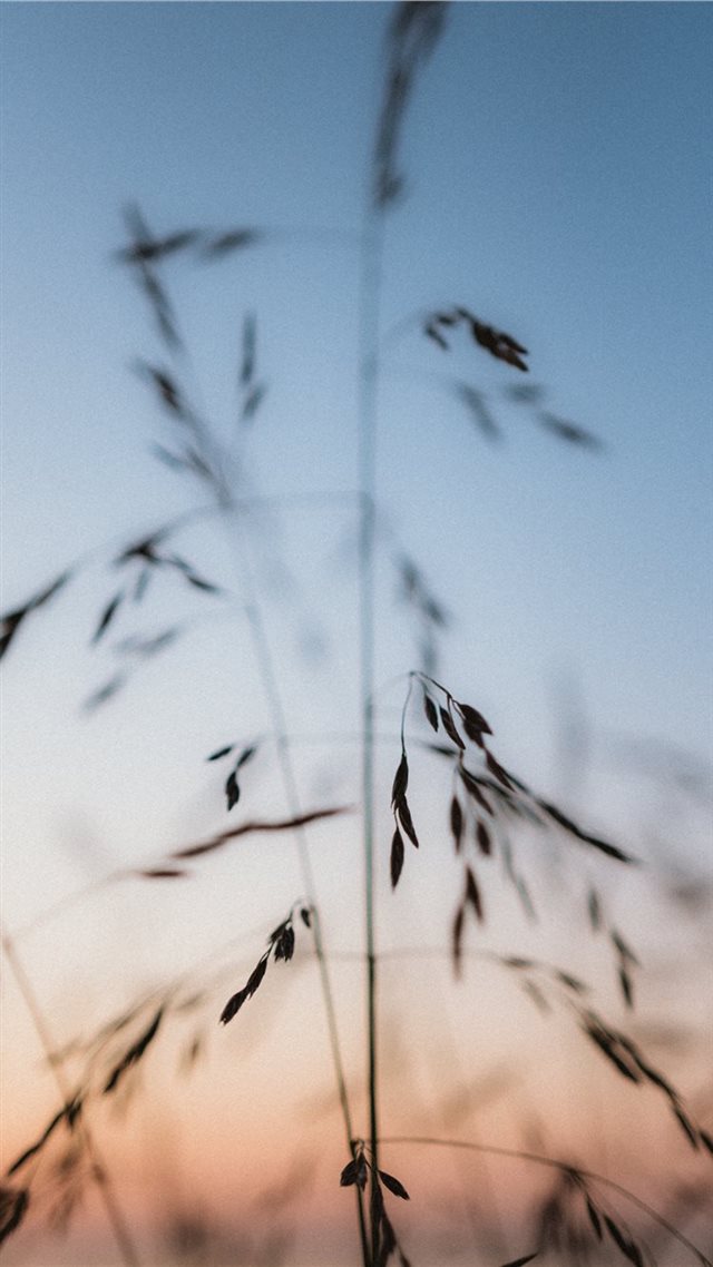 1080x1920 Estonia - closeup iPhone 8 Wallpaper