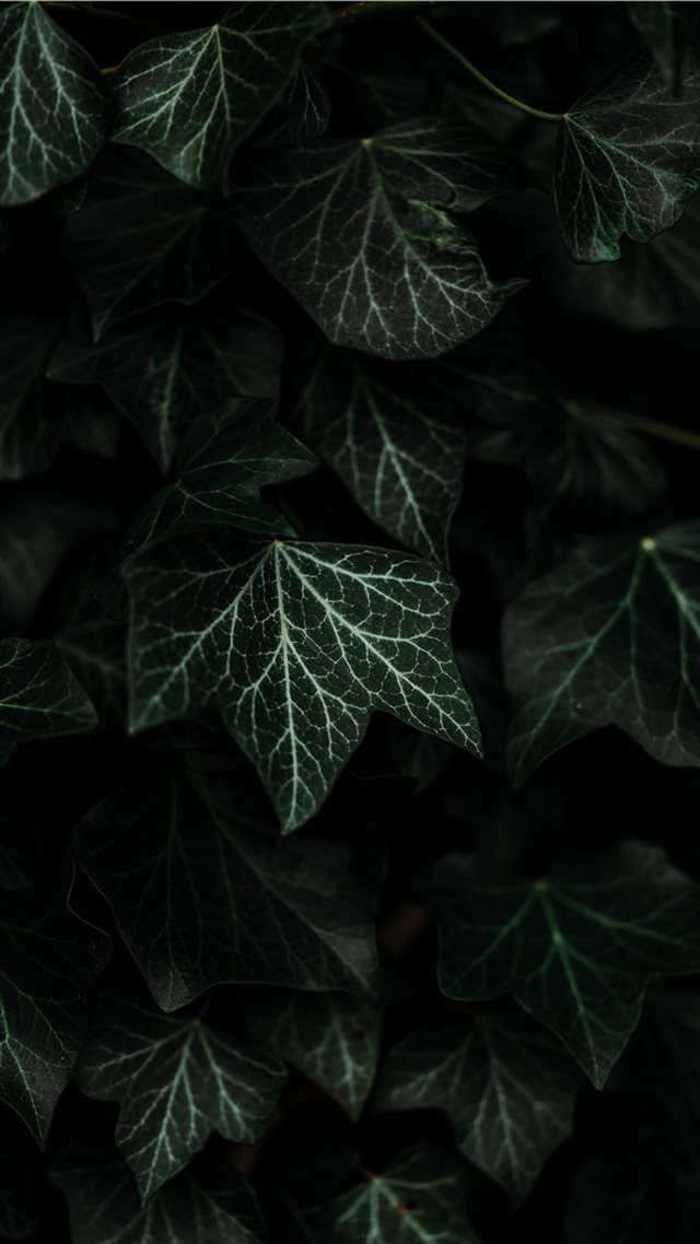 1080x1920 Textures and composition  - macro iPhone 8 Wallpaper