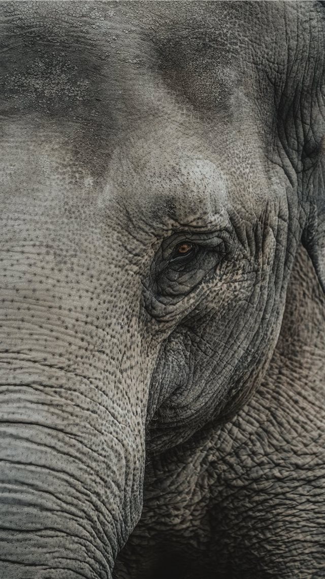 1080x1920 Elephants are probably one of my favorite animals ... - face iPhone 8 Wallpaper