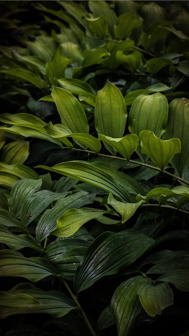 1080x1920 Beautiful ferns overlap one another - leaves iPhone 8 Wallpaper