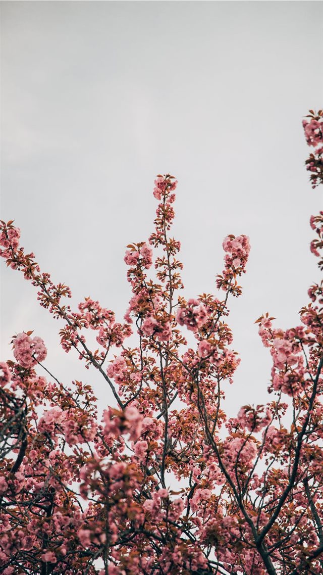 1080x1920 Magnolia - color iPhone 8 Wallpaper