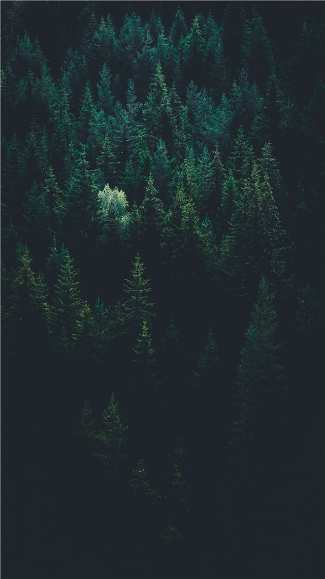1080x1920 scenery of forest trees - night iPhone 8 Wallpaper