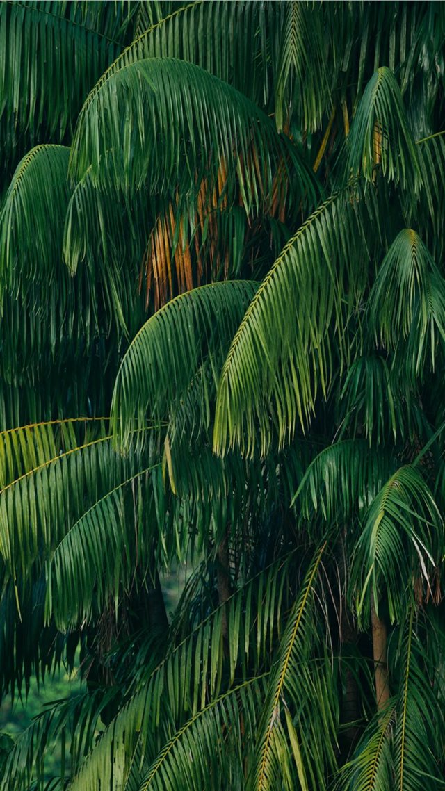 1080x1920 green coconut tree - jungle iPhone 8 Wallpaper