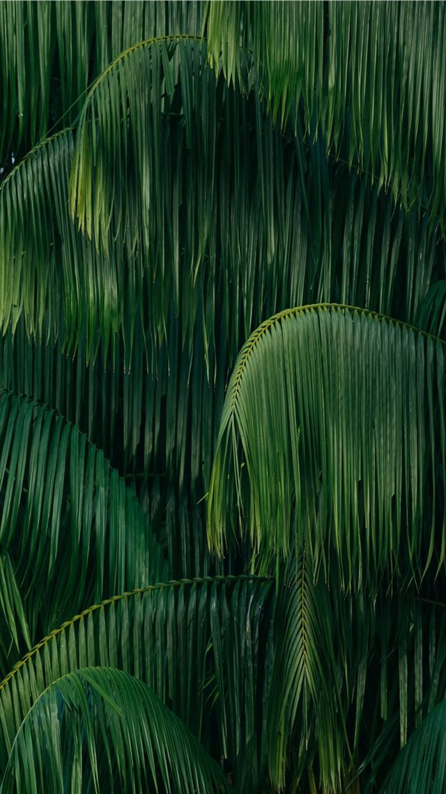 1080x1920 palm leaves - jungle iPhone 8 Wallpaper