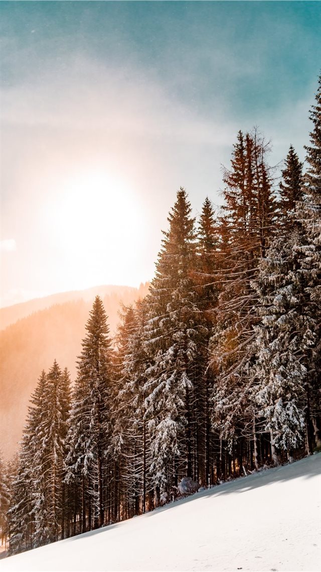 1080x1920 green pine trees on inclined snow mountain - forest iPhone 8 Wallpaper