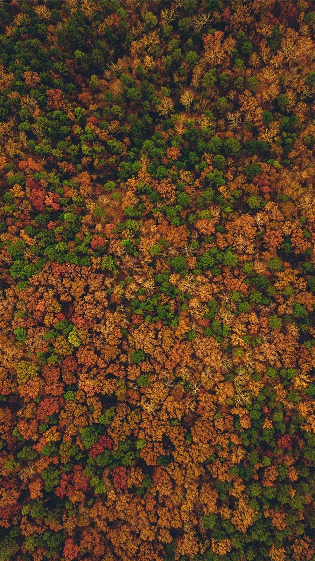 1080x1920 aerial view photography of forest - orange iPhone 8 Wallpaper
