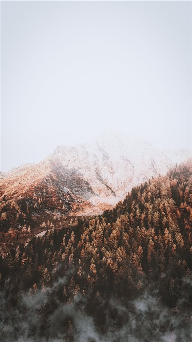 1080x1920 pine trees under foggy weather during daytime - tree iPhone 8 Wallpaper