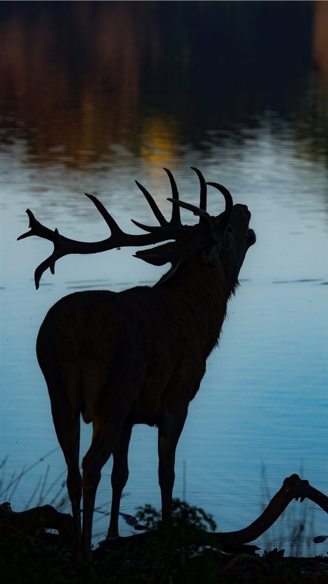 1080x1920 silhouette of deer beside body of water - animal iPhone 8 Wallpaper