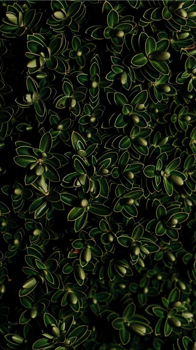 1080x1920 green leaf plant - green iPhone 8 Wallpaper