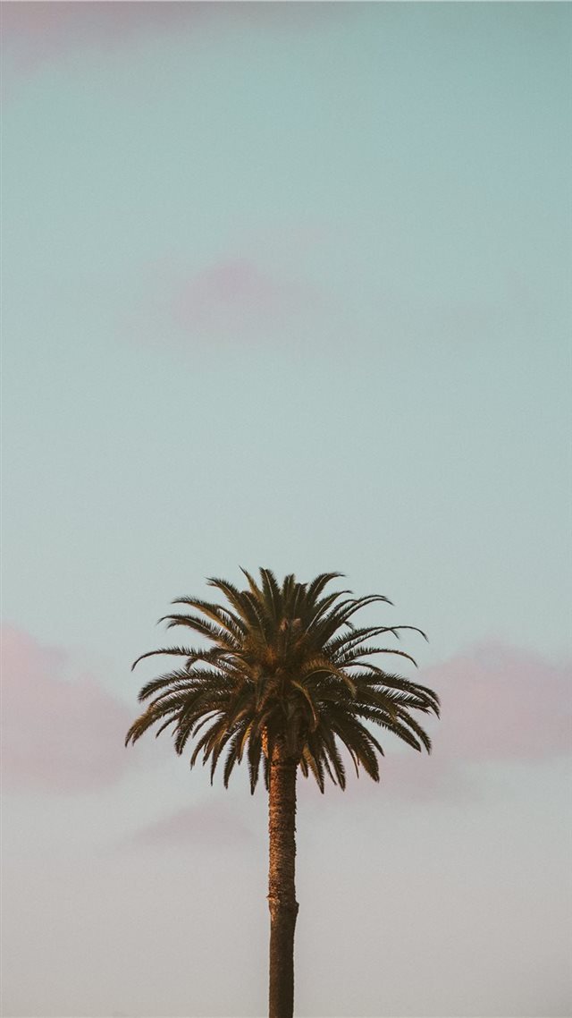 1080x1920 green palm tree - tropical iPhone 8 Wallpaper