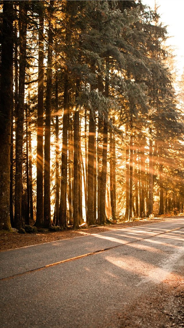1080x1920 concrete road beside trees - tree iPhone 8 Wallpaper