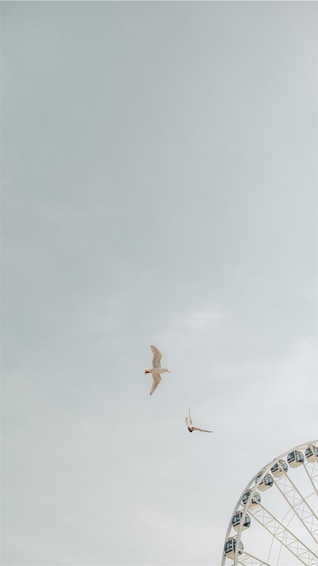 1080x1920 two birds on flight - bird iPhone 8 Wallpaper