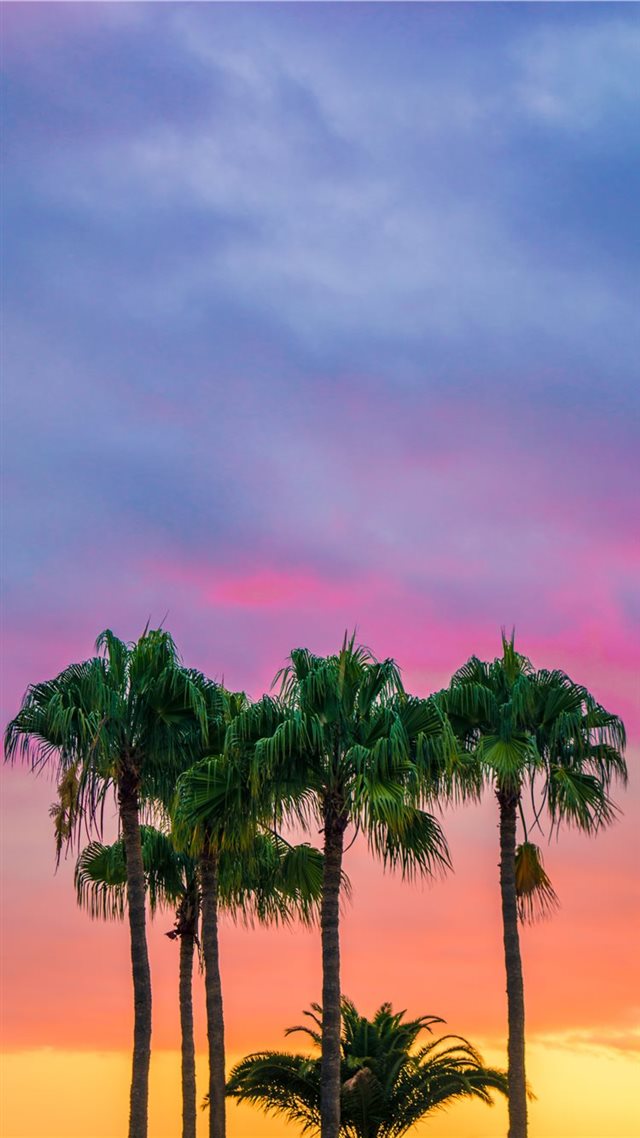 1080x1920 green leaves tree under blue sky during golden hou... - sunset iPhone 8 Wallpaper
