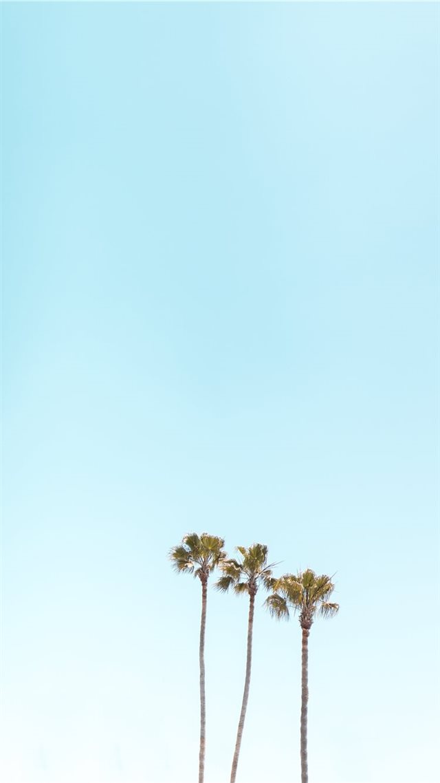1080x1920 three palm trees - tree iPhone 8 Wallpaper