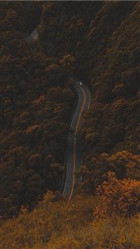 high angle photography of road between trees wallpaper