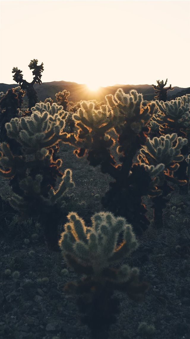 1080x1920 green plants - animal iPhone 8 Wallpaper