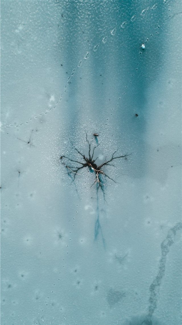 1080x1920 black and gray spider plant - animal iPhone 8 Wallpaper