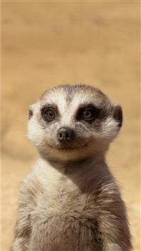 billy eichner as timon the lion king 2019 4k wallpaper