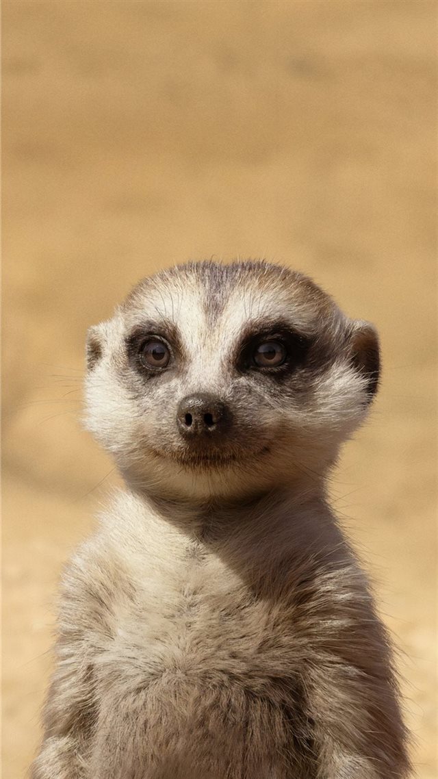 1080x1920 billy eichner as timon the lion king 2019 4k - lion iPhone 8 Wallpaper